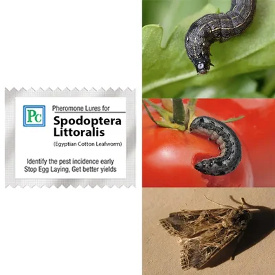 50 Pcs Insect Lures For Egyptian Cotton Leafworm